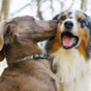 Meet your Posher, Penny